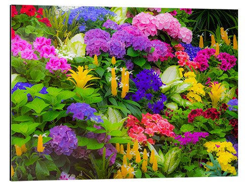 Aluminium print Colorful planting of flowers