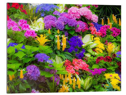 Tableau en plexi-alu Plantation de fleurs colorées