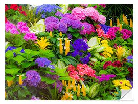 Selvklæbende plakat Colorful planting of flowers