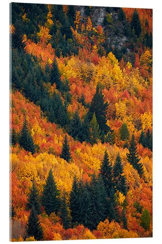 Acrylic print Autumn trees at Arrowtown