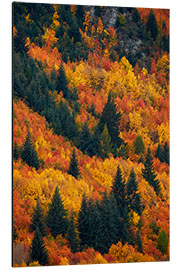 Aluminiumtavla Autumn trees at Arrowtown