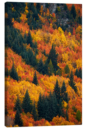 Canvas print Autumn trees at Arrowtown