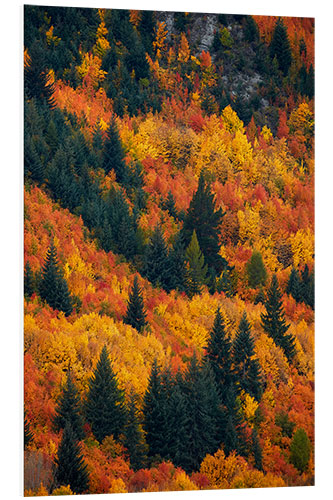 Foam board print Autumn trees at Arrowtown