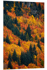 Foam board print Autumn trees at Arrowtown