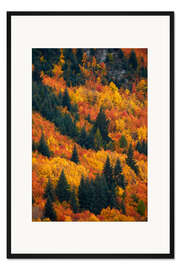 Gerahmter Kunstdruck Herbstbäume bei Arrowtown