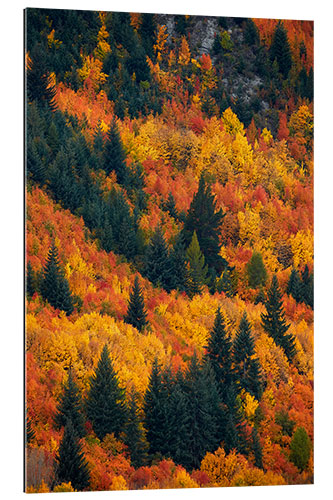 Galleriataulu Autumn trees at Arrowtown