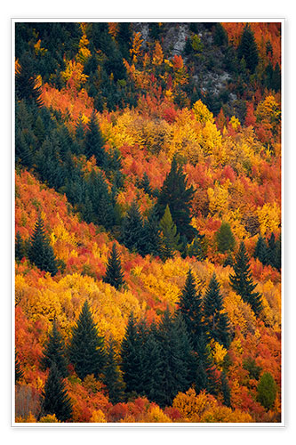 Poster Herbstbäume bei Arrowtown