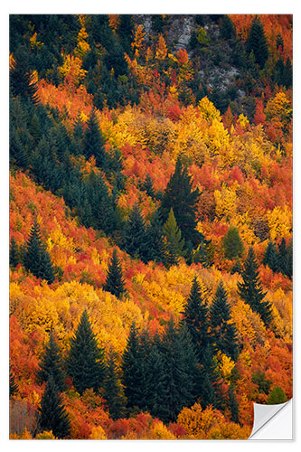 Vinilo para la pared Árboles de otoño en Arrowtown