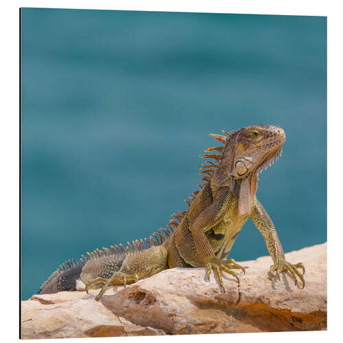 Aluminiumtavla Green Iguana