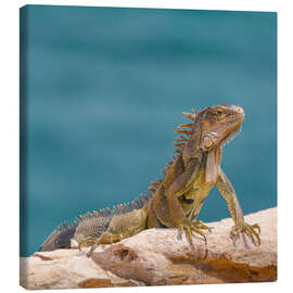 Canvas-taulu Green Iguana