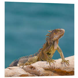 Foam board print Green Iguana