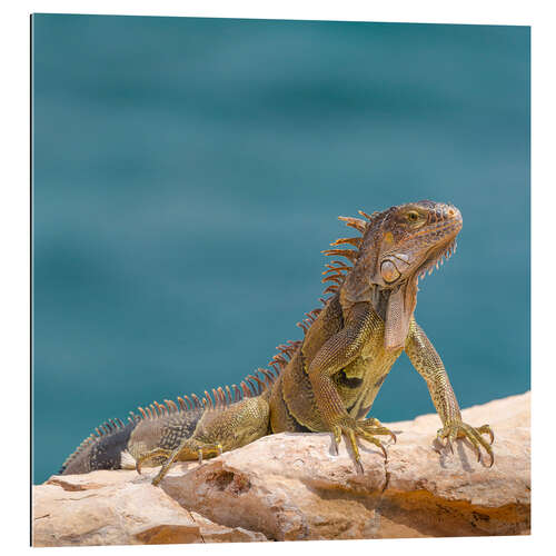 Galleritryck Green Iguana