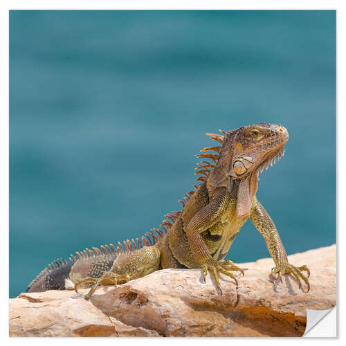 Wall sticker Green Iguana