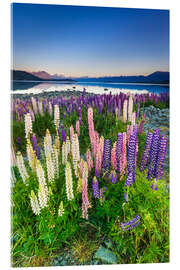 Acrylglasbild Lupine am Lake Tekapo