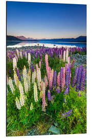 Alubild Lupine am Lake Tekapo