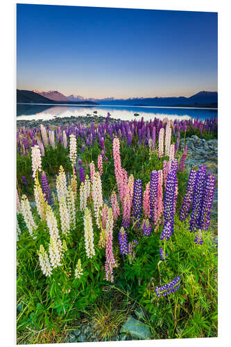 PVC-taulu Lupine at Lake Tekapo