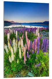 Gallery print Lupine at Lake Tekapo