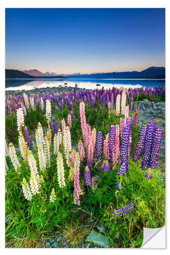 Wall sticker Lupine at Lake Tekapo