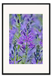 Gerahmter Kunstdruck Prärielilien