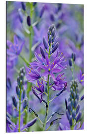 Magnettafel Prärielilien