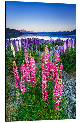 Aluminium print Lupine at Lake Tekapo II