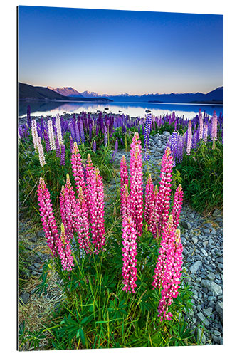 Cuadro de plexi-alu Lupino en el lago Tekapo II