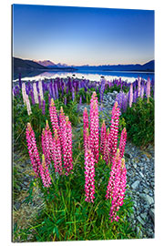 Quadro em plexi-alumínio Tremoço no lago Tekapo II