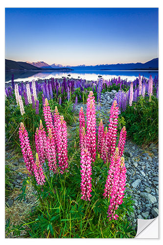 Wall sticker Lupine at Lake Tekapo II