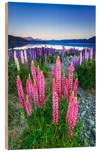 Trätavla Lupine at Lake Tekapo II