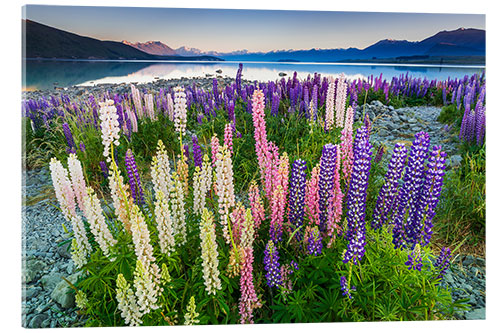 Acrylglasbild Lupine am Lake Tekapo III