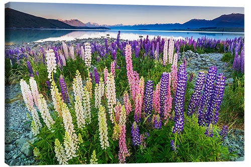 Obraz na płótnie Lupine at Lake Tekapo III