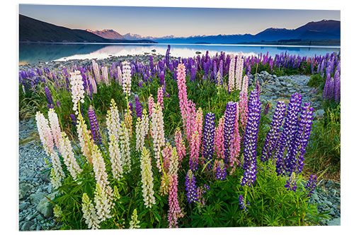 Tableau en PVC Lupins au lac Tekapo III