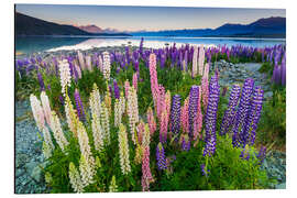Magnettafel Lupine am Lake Tekapo III