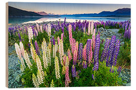 Puutaulu Lupine at Lake Tekapo III