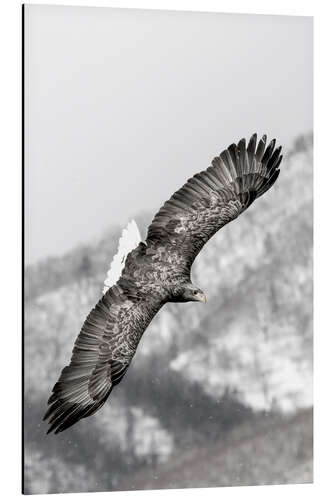 Alubild Seeadler