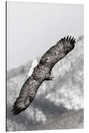 Aluminium print Sea eagle