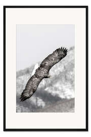 Gerahmter Kunstdruck Seeadler