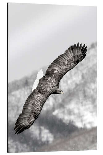 Gallery print Sea eagle