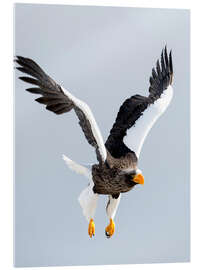 Acrylic print White-tailed Eagle in flight