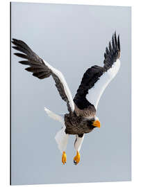 Aluminium print White-tailed Eagle in flight