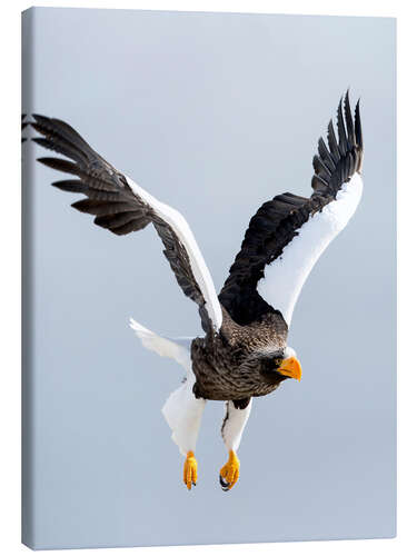 Leinwandbild Seeadler im Flug