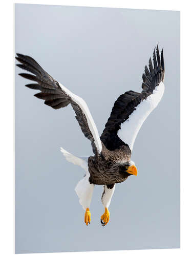 Foam board print White-tailed Eagle in flight