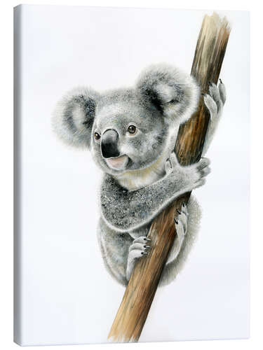 Canvas print Koala