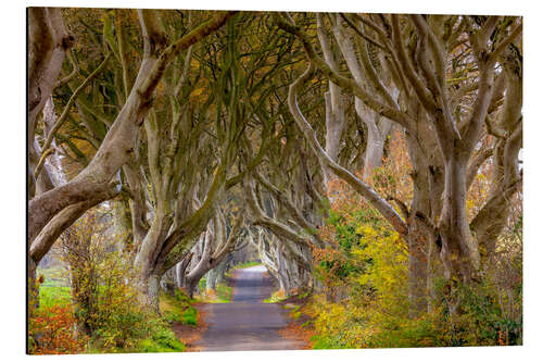 Aluminium print The dark hedges in County Antrim