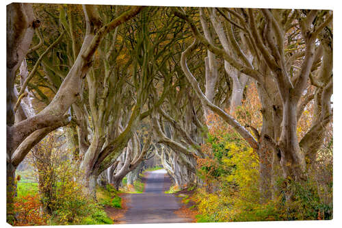 Tableau sur toile Les Dark Hedges du comté d'Antrim