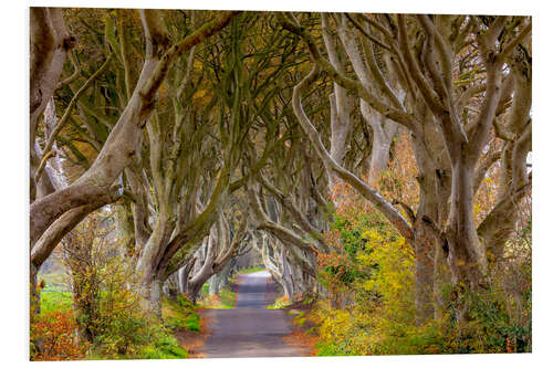 Foam board print The dark hedges in County Antrim