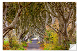 Sticker mural Les Dark Hedges du comté d'Antrim