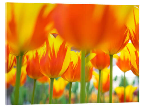 Akryylilasitaulu Red-yellow tulips