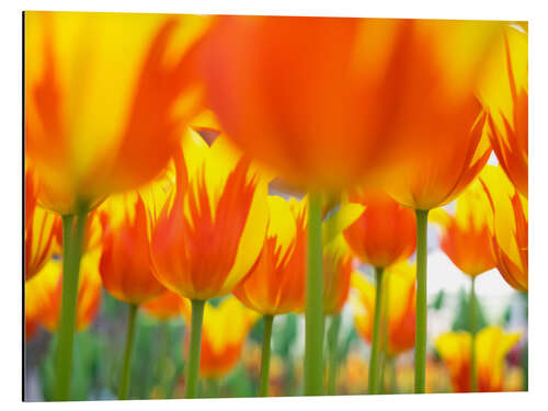 Tableau en aluminium Tulipes rouge et jaune