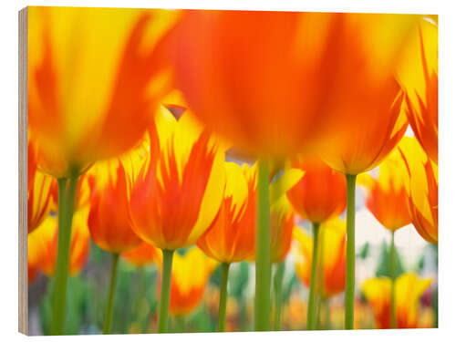 Tableau en bois Tulipes rouge et jaune